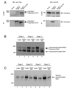 Fig. 5. Regulation of and random hexamers. Intron and exon sequences from the Smicltargets  were amplified by quantitative RT-PCR asindicated