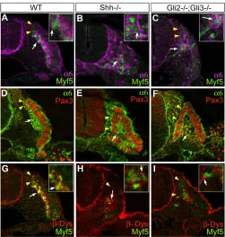 Fig. 4B� with 4A�), whereas polymeric fragments containingα–/– 