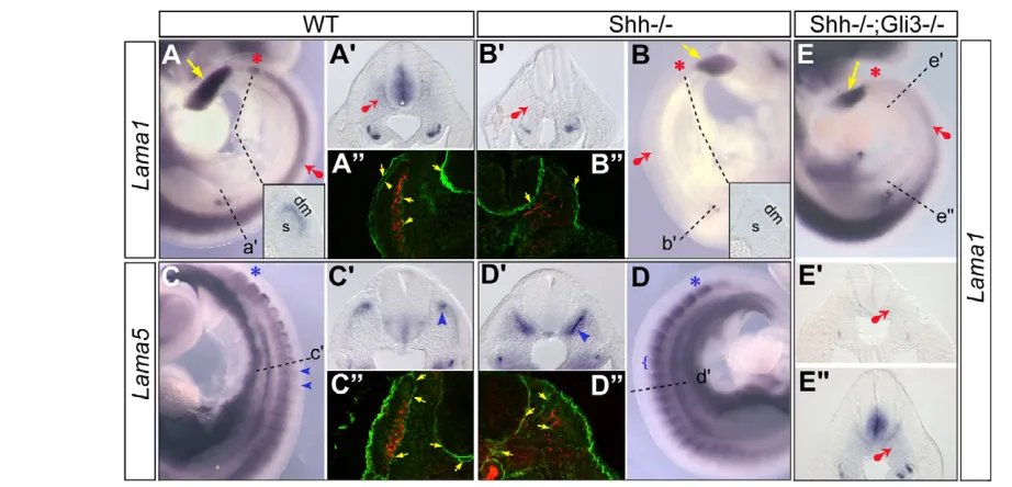 Fig. 4. Laminin αwild-type (A,Aembryos. (Cand interlimb (Ainterlimb somites (C1 expression is disrupted in the absence of Shh signalling