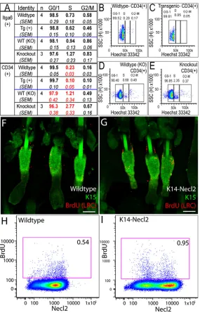 Fig. 5. Necl2 overexpression reduces epidermalproliferationflow cytometry plots of BrdU-labelled LRC (red boxes) in wild-type (H) and K14Necl2 transgenic (I) epidermis