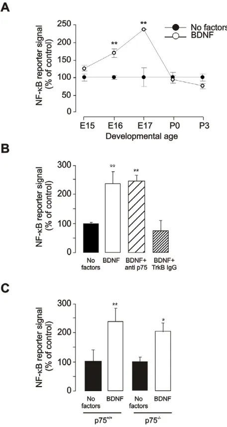 Fig. 1. BDNF activates NF-κsignal in nodose neurons of E17 hours with no factors, with BDNF alone, or with BDNF plus function-blocking antibodies against either p75P3 nodose neurons grown with and without 10 ng/ml BDNF for 4hours