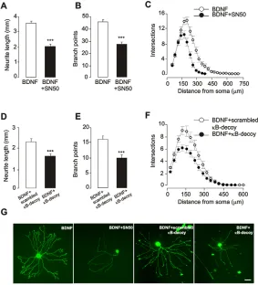 Fig. 2. NF-κB activation is required for BDNF-promotedneurite growth from E17 nodose neurons