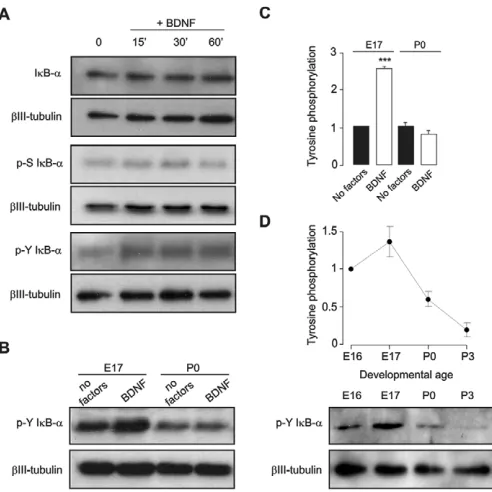 Fig. 4. Developmental switch in the NF-κrequired for BDNF-promoted neurite growth.B activation mechanismA