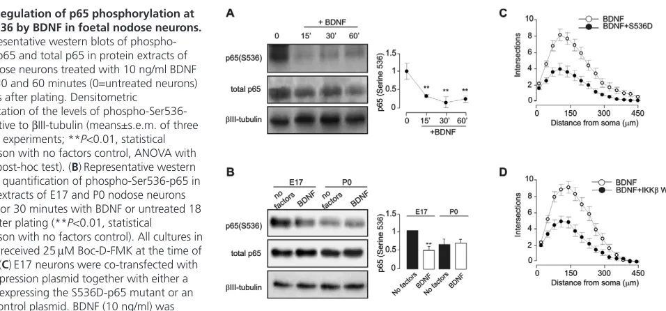 Fig. 7. Regulation of p65 phosphorylation at