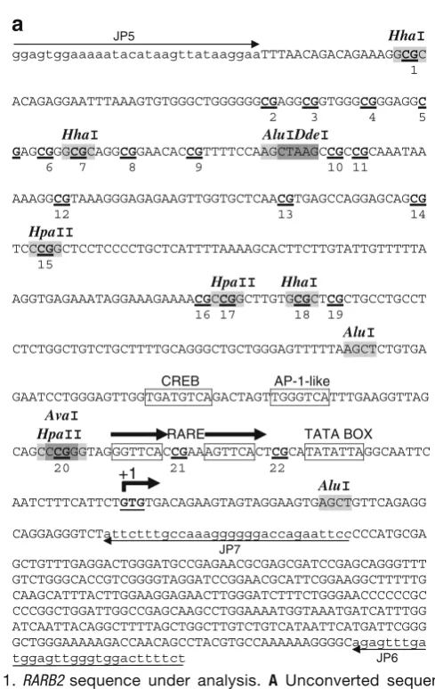Fig. 1. RARB2quencesverted sequence);RARE are indicated. The oligonucleotide sequences aregation (converted sequence (all non-CpG-cytosines have been replaced withthymidines)
