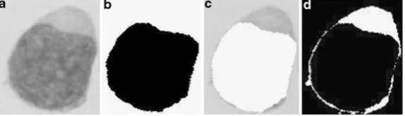 Fig. 4. a Original image, b segmented nucleus, c image resulting fromsubtracting a with b, d segmented cytoplasm.