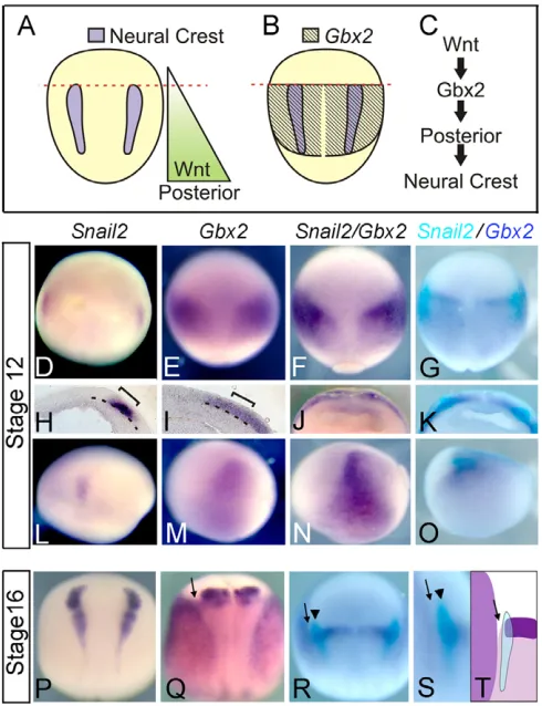 Fig. 1. Gbx2 is expressed in posterior ectoderm that includes theprospective neural crest