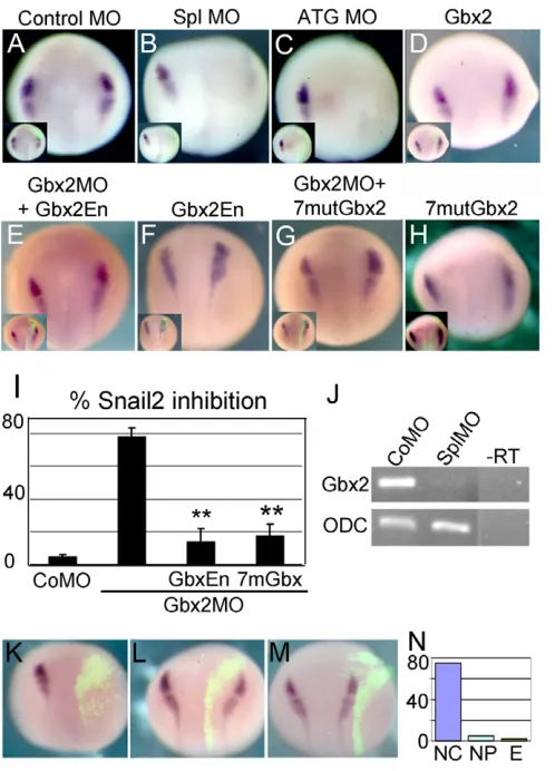 Fig. 2. Gbx2in animal blastomeres at the eight-cell stage with the indicated MO,and the expression of 13