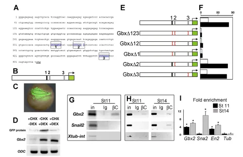 Fig. 4. Analysis of Gbx2 regulatory region. (A)5� region upstream of Gbx2. Boxes 1 to 3 indicate TCF/LEF consensus binding sites