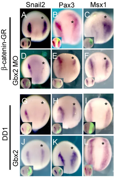 Fig. 5. NC induction by Wnt signalling is Gbx2 dependent.Embryos were injected in animal blastomeres at the eight-cell stage asindicated