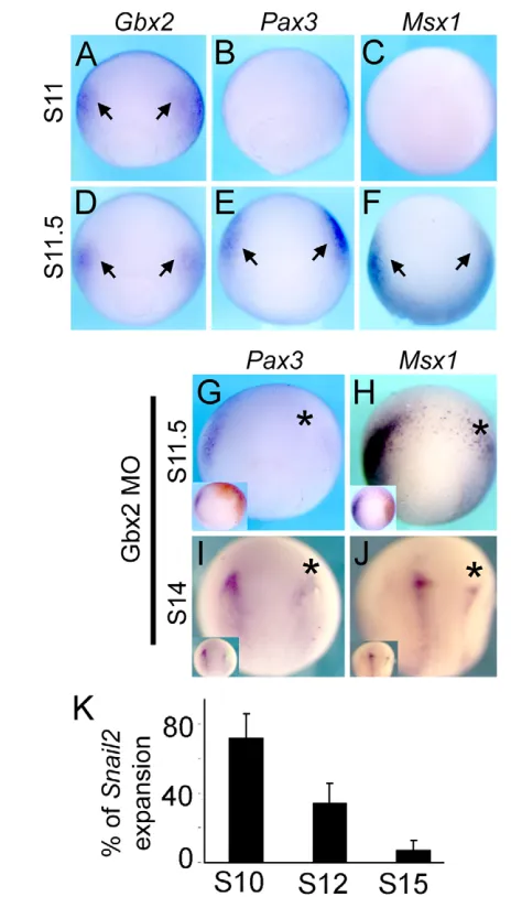 Fig. 6. Early requirement of Gbx2 for NC induction. (A-F) In situhybridization for Gbx2, Pax3 and Msx1 at the indicated stages