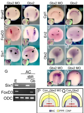 Fig. 8. Gbx2part of the embryo is represented, with left side as controland right-hand side as that injected
