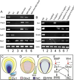 Fig. 9. Interaction between Gbx2 and Zic1 is sufficient toinduce NC. (A,B) RT-PCR of animal caps analysing the expressionof the indicated genes at the equivalent of stage 12