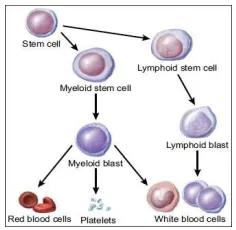 Figure 1. Production Of Blood Cell [10] 