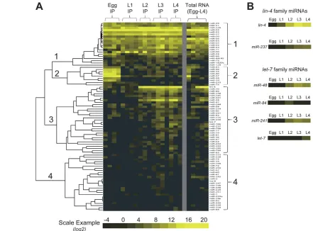 Fig. 1. Dynamic association of miRNAs with AIN-2-miRISCs during development. (and A) Heat map illustration of log2-transformed miRNAconcentrations measured by pyrosequencing in 18 AIN-2::GFP IP and five total RNA samples from worms at five indicated develo