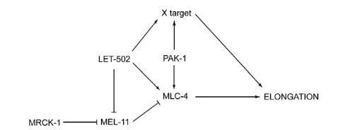 Fig. 8. Roles of LET-502, MEL-11, PAK-1 and MRCK-1 in embryonicelongation. See Discussion for details.