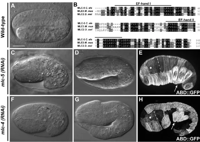 Fig. 3. MLC-5 is the C. elegans type 3-fold embryo. (myosin IIessential light chain. (A) DIC image of a wild-B) Alignment of mlc-5 withits murine and Drosophila orthologs