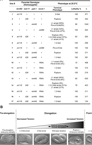 Fig. 6. Genetic interactions between pak-1,mrck-1, let-502 and mel-11. (A) Tablesummarizing the genetic interactions betweenpak-1, mrck-1, let-502 and mel-11