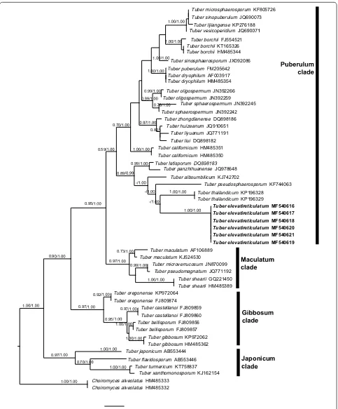 Fig. 2 Phylogenetic tree of Tuber elevatireticulatum and related whitish truffles based on the ITS‑rDNA sequences