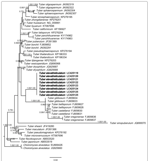 Fig. 3 Phylogenetic tree of Tuber elevatireticulatum and related whitish truffles based on the LSU‑rDNA sequences