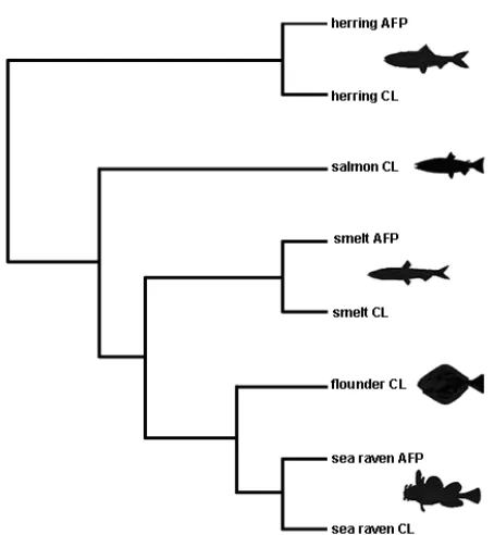 Fig. 1: A tree derived from Fletcher et al., 2001 as visualized with TreeView (38) shows the relationship of a C-type lectin subfamily with a subset of teleost  fish  sequences  and  the  three  known  instances  of neofunctionalization  leading  to  an  a