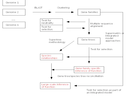 Fig. 3: A flowchart for the generation and analysis of gene families is depicted. This includes applications in both systematics and functional biology.