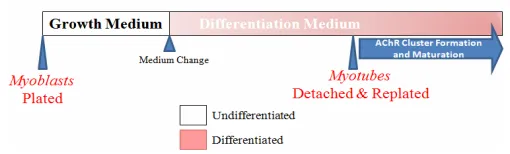 Fig.  1:  Schematic  representation  of  the  secondary-plating method. C2C12 myoblasts were plated on uncoated plastic culture dishes in growth  medium, and after  two  days, the  medium  was replaced by Differentiation  Medium  to  induce  myoblast  fusi