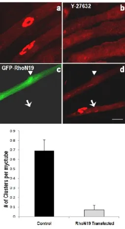 Fig.  4:  Effects  of  blocking  Rho-mediated  signaling  on  AChR clustering  induced  by  substrate  laminin