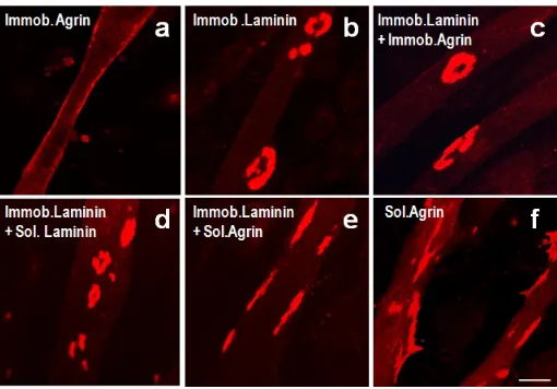 Fig.  5:  Combinatorial  effects  of  agrin  and  laminin  in  replated myotubes. To study the combined effects of agrin and laminin, replated myotubes were used to analyze AChR aggregation patterns induced by soluble and immobilized agrin and laminin