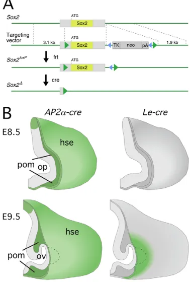 Fig. 1. The Sox2AP2line shows the approximate boundary of the lens placode. hse, headsurface ectoderm; pom, periocular mesechyme; ov, optic vesicle; op, allele and pattern of AP2α-cre and Le-creexpression