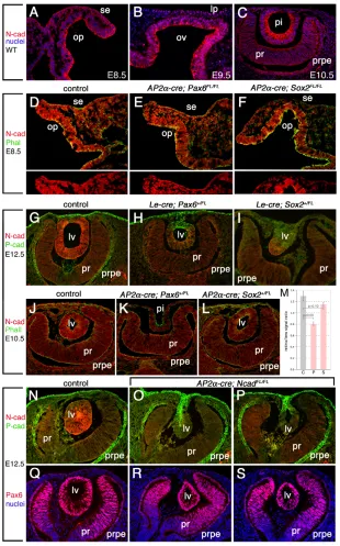 Fig. 7. N-cadherin expression is Sox2 dependent