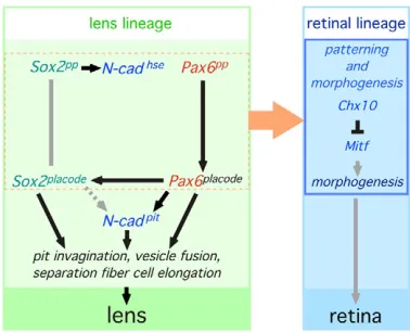 Fig. 8. A model for ectodermal Pax6 and Sox2 function in earlyeye development.functionally cooperate