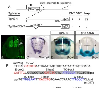 Fig. 1. A dorsal-neural-tube-specific enhancerfor gene and transgenic constructs (A) showing thelocation on mouse chromosome 3 of the 3enhancer (TgN2-4) that directs expression of a transverse section of the neural tube illustratesPtf1a is restricted to an