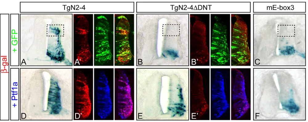 Fig. 7. Ptf1a induces activity of the Neurog2mimics that seen in transgenic mouse neural tube