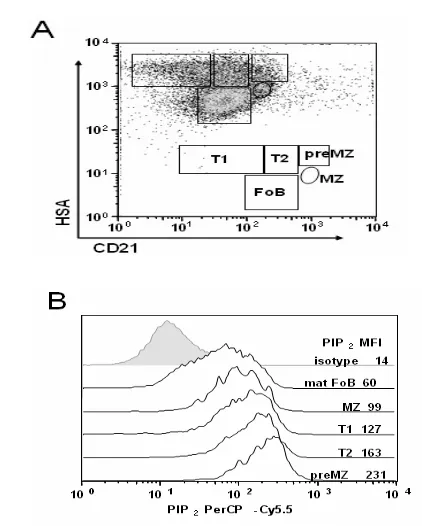Fig. 1A  &  1B: PIP2 is  hydrolyzed in  all B  cell subsets following anti-IgM stimulation