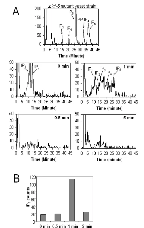 Fig. 3A & 3B: Generation of IP3  in  primary B cells: A) Timecourse of IP3 production in primary B cells