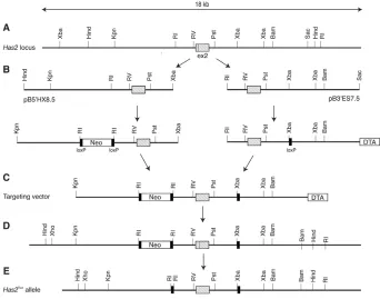 Fig. 1. Creation of the Has2recombination. (assembled from pB5((surrounding exon 2. (fragments (pB5spanning exon 2 were isolated from a BAClibrary and modified by introducingselection markers and loxP sequences.( allele.A) Map of the mouse Has2 locusB) Two