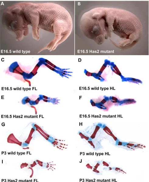 Fig. 2. Has2-mediated production of HA is essential for normallongitudinal growth of limb skeletal elements.type mouse embryo (A) and an embryo in which mutant are extremely shortened