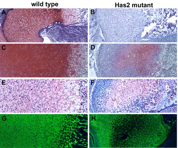 Fig. 6. Growth plates are defective and disorganized in Has2disorganized: there is a decrease in the amount of matrix separating thecells, the normal columnar organization is perturbed and distinctcolumns of chondrocytes are not evident and, moreover, ther