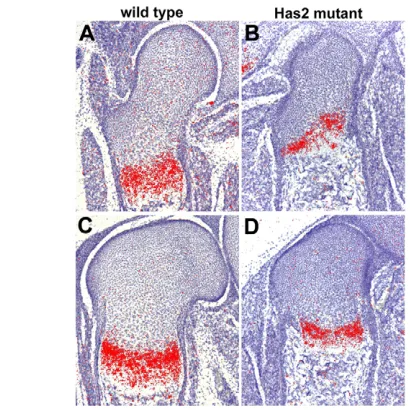 Fig. 10. Expression domains of Ihhwild-type (A,C) and ( and Col10a1 are severelyreduced in P0 Has2-deficient growth plates