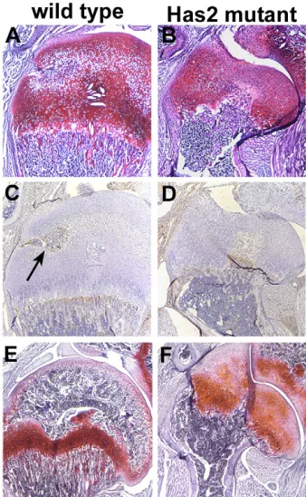 Fig. 13. Distribution of HA and Has2exon 2-specific probe in the growth plates of the femur of E16.5 wild-type (C) and detectable in the expression of mutant growth plate (B)
