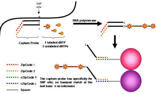 Fig. 1: Schematic diagram of ASPE reaction. 
