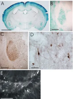 Fig. 1: Examples of different modes of detection of activated FTLexpression expression in neurons using were from mice which had received a footshock of 0.5 mA for 2 seconds)