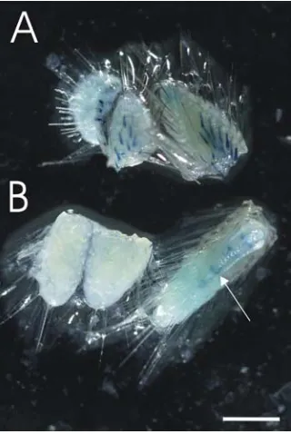 Fig. 3: Tail assay for phenotypic identification of FTLtails from FTL negative mice, with arrow indicating some endogenous tail from an were clipped from mice and incubated in Stain buffer as described in protocols