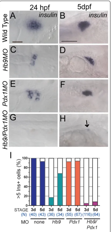 Figure 1 insProportion of embryos showing > 5 Ins+ cells in control andmorphant embryos at 3 dpf and 5 dpf