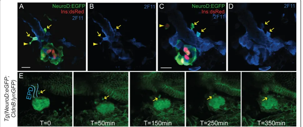 Figure 4 Anterior(NeuroD:EGFP)nl1GFP+/2F11+ cells emerge from the duct (arrows), some with long projections typical of migrating cells (A, B, arrowhead)