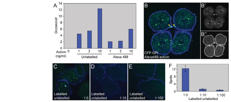 Fig. 1. Alexa488-activin internalisation in dissociated animal cap cells. (A) Real-time RT-PCR analysis of dissected animal pole tissue treatedwith the indicated amounts of unlabelled activin or Alexa488-activin and cultured to the equivalent of the early 