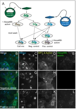 Fig. 5. Mixed-cell assay for the analysis of activin signallingtransfer. (A) Xenopus embryos at the 1-cell stage were injected withRNA encoding Smad2/4-BiFC constructs and either CFP-histoneH2B(green embryo) or CFP-GPI (blue embryo) as lineage markers