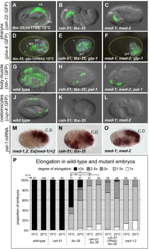 Fig. 8. Mutation of ceh-51 and tbx-35 together