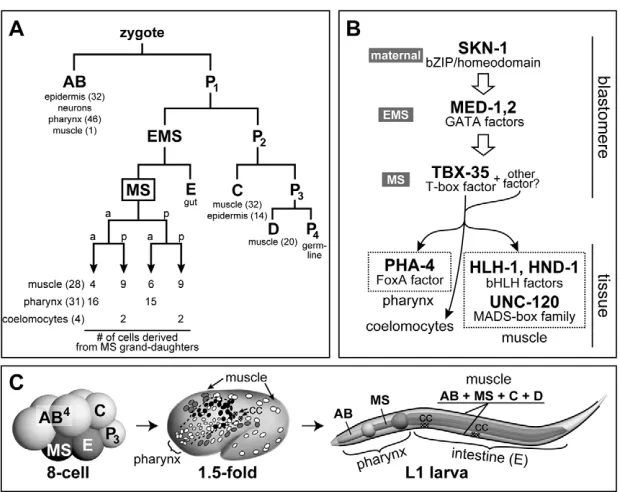 Fig. 1. Developmental context of the MS